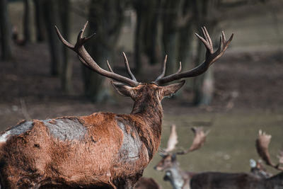 Close-up of deer