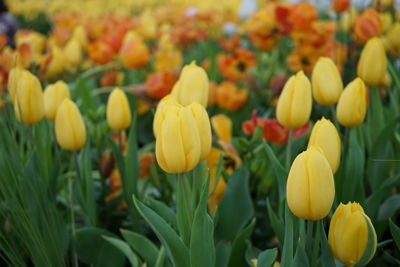 Close-up of yellow tulips