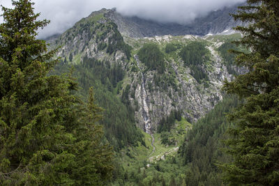 Scenic view of forest against sky