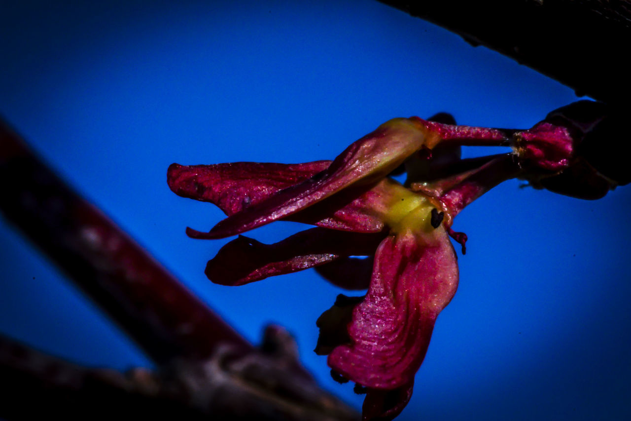 Frozen bud