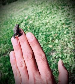 Close-up of a hand holding insect