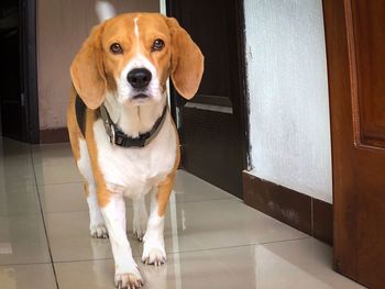 Portrait of dog at home