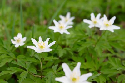 Close-up of white flowers blooming outdoors