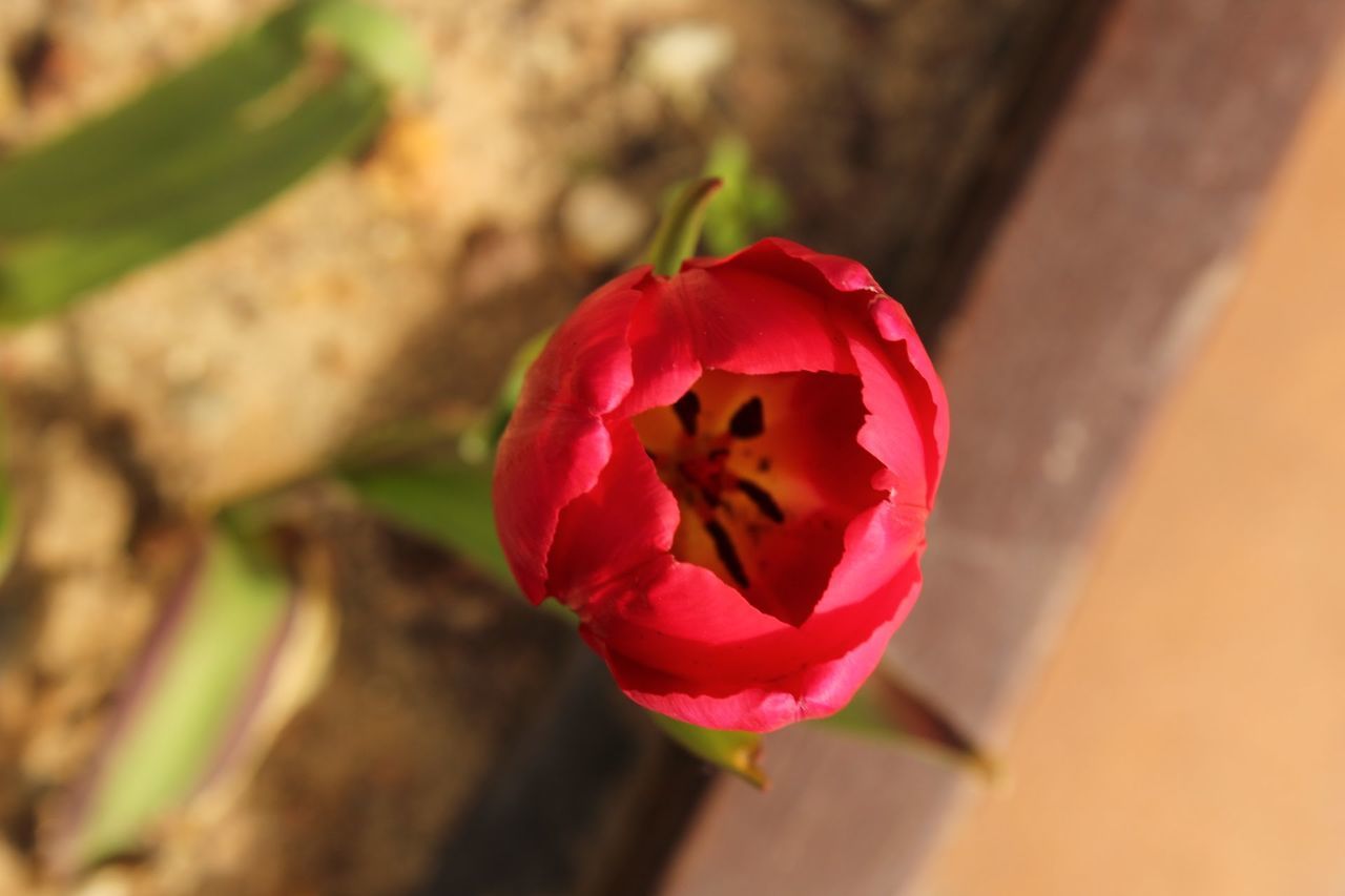 flower, flowering plant, petal, beauty in nature, red, vulnerability, close-up, freshness, plant, fragility, inflorescence, flower head, focus on foreground, nature, rose, growth, no people, day, high angle view