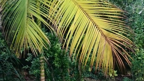 Close-up of palm tree