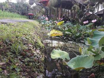 Plants growing in greenhouse