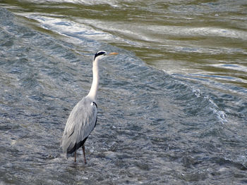 High angle view of gray heron on water