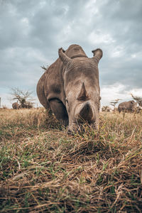 View of animal on field