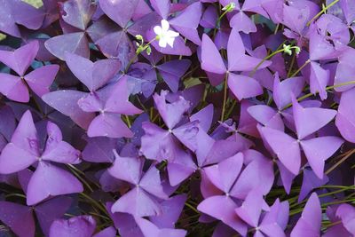 Full frame shot of purple flowering plants