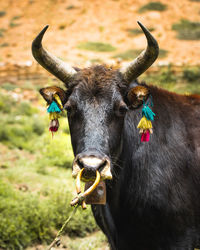 Close-up portrait of a horse