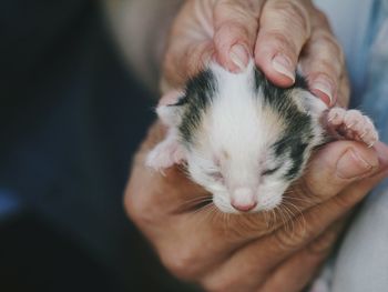 Cropped hands holding kitten