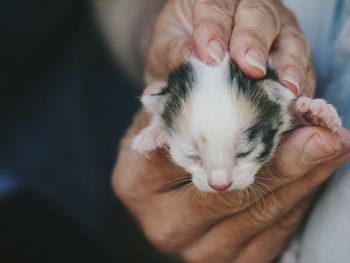 Close-up of cat sleeping