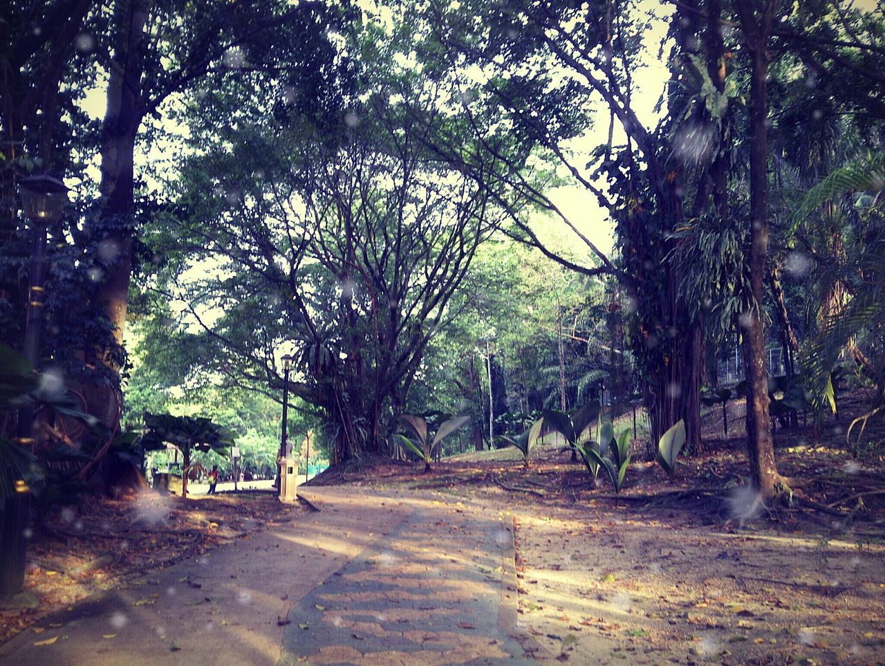 tree, the way forward, tranquility, growth, tree trunk, nature, tranquil scene, branch, diminishing perspective, forest, footpath, treelined, dirt road, vanishing point, beauty in nature, sunlight, road, day, scenics, landscape