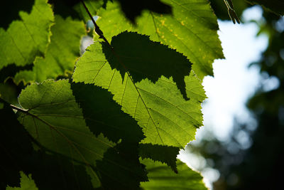 Close-up of leaves on tree