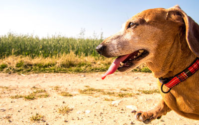 Close-up of dog looking away