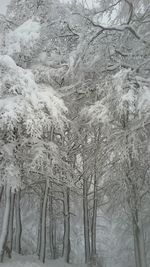 Close-up of snow on bare trees