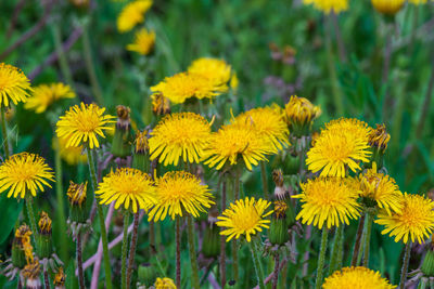 Close-up of yellow flowering plant on field