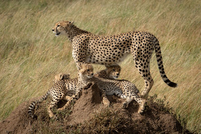 Close-up of cheetah cub on termite mound