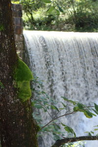 Close-up of plant growing on tree trunk