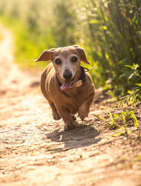 Portrait of dog running on land