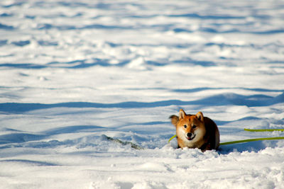 Portrait of horse on field during winter