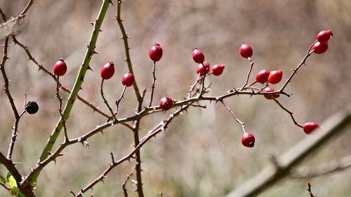 Close-up of red berries growing on tree