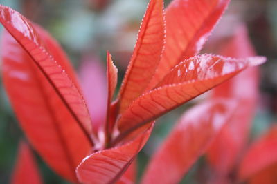 Close-up of red leaf