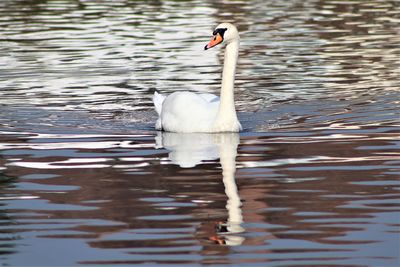 Swan floating on lake