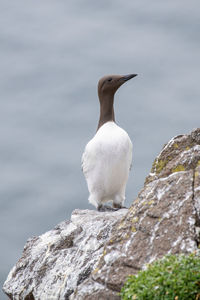 Bird perching on rock