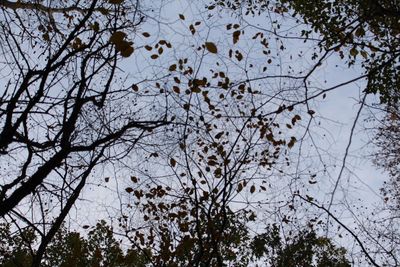 Low angle view of bird on tree against sky