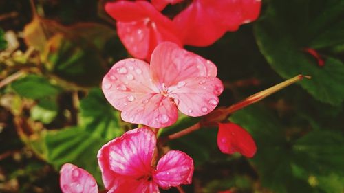 Close-up of wet pink flowering plant