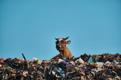 Close-up of deer standing on field against clear sky