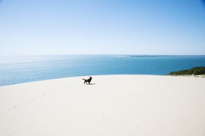 Scenic view of beach against blue sky