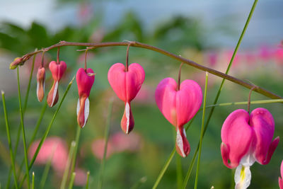 Close-up of bleeding heart flowers blooming in park