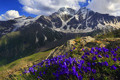 Purple flowers by snowcapped mountains against sky