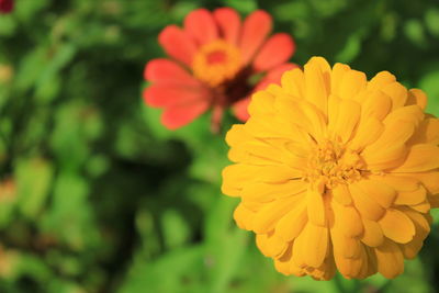 Close-up of yellow flowering plant in park