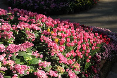 Close-up of pink flowering plants