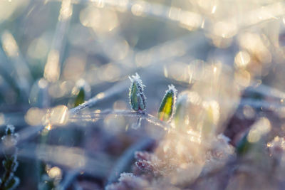 Close-up of plants during winter