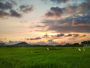 Scenic view of agricultural field against sky during sunset