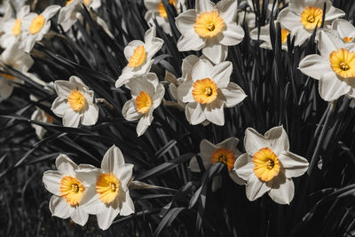 High angle view of white flowering plants