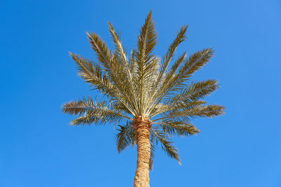 palm tree