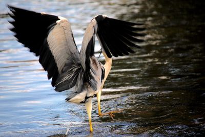 Bird flying over lakesilberreiher 