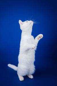 Close-up of white cat against blue background