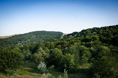 Scenic view of forest against clear sky