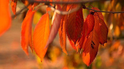 Close-up of orange leaves