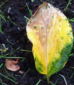 leaf