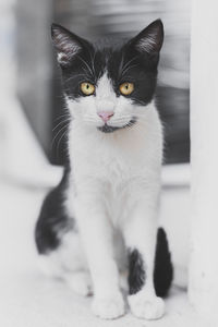 Close-up portrait of cat