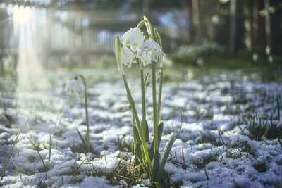 Close-up of snow covered plants on land