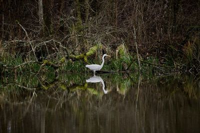 Bird in a lake