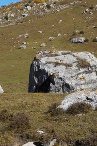 High angle view of snake on rock